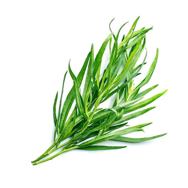 Premium Photo | Tarragon herbs isolated on white backgrounds