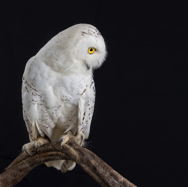 taxidermy white owl