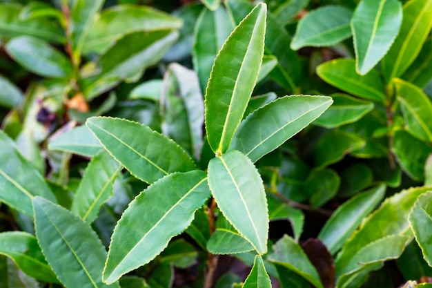 Premium Photo | Tea camellia sinensis the upper leaves on the bushes ...