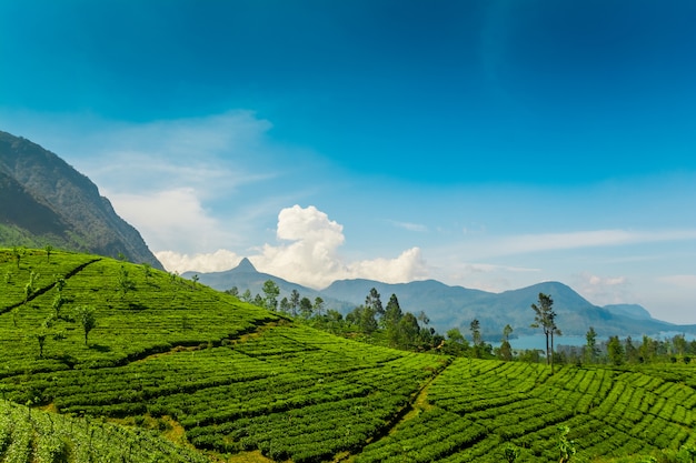 Premium Photo | Tea estates at mawussakele in sri lanka