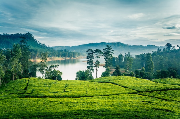 Premium Photo | Tea estates in the morning in sri lanka near sri pada