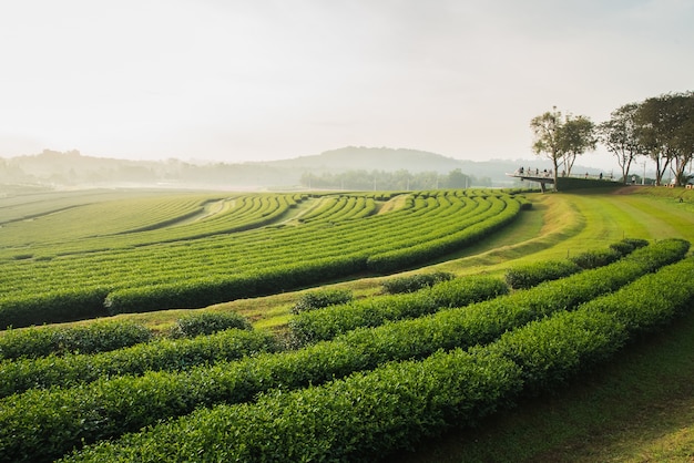 premium-photo-tea-farm-in-the-morning