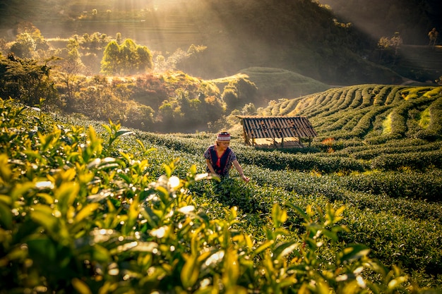 Premium Photo | Tea farmers are collecting tea in the morning, amidst ...