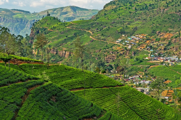 Premium Photo | Tea green fields landscape, nuwara eliya mountain ...