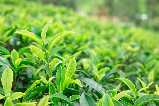 Premium Photo | Tea leaf plantation