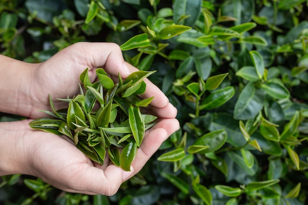 Tea picker woman's asian  hands - close up,pretty tea-picking girl in plantation. Free Photo