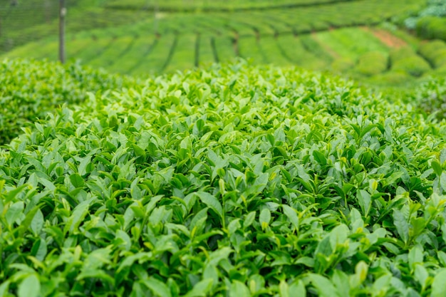 Premium Photo | Tea plantation landscape, rize, turkey