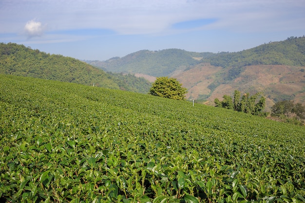 Premium Photo | Tea plantation in mae salong, northen thailand.