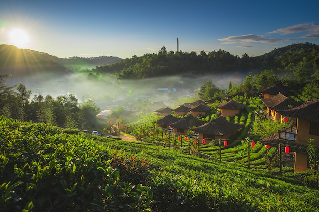 Premium Photo | The tea plantation on nature in the morning fresh air ...
