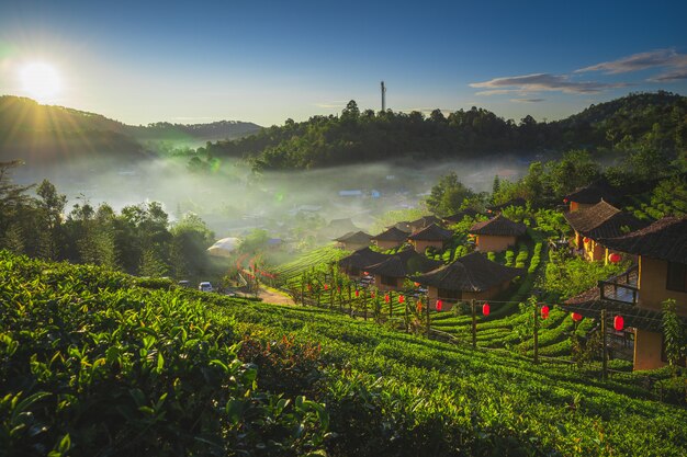 Premium Photo | The tea plantation on nature in the morning fresh air ...