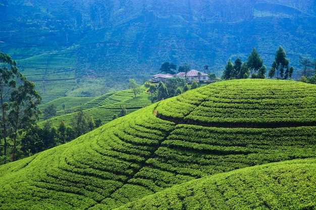 Premium Photo | Tea plantation in sri lanka