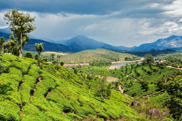 Premium Photo | Tea plantations in mountains