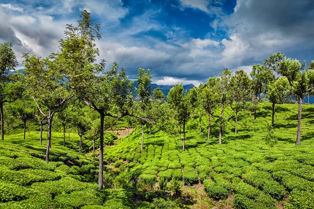 Premium Photo | Tea plantations in mountains