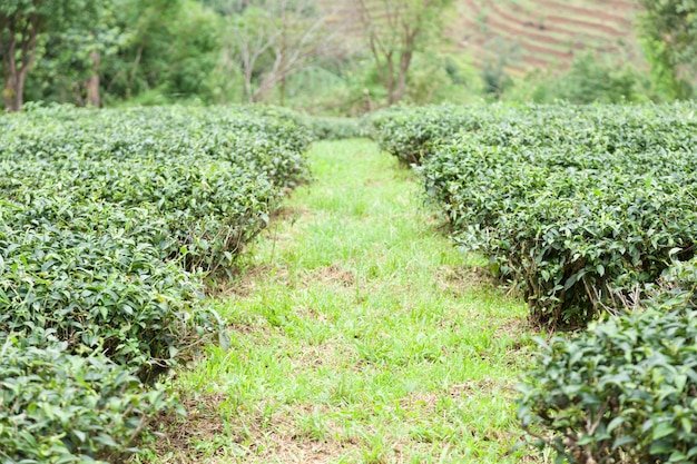 golden grove tea tree farm
