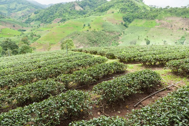 Premium Photo | Tea tree farm