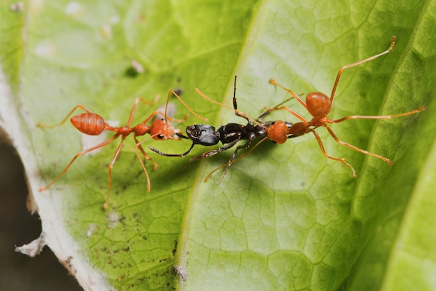 チームワーク赤い蟻の狩り黒い蟻の葉 プレミアム写真