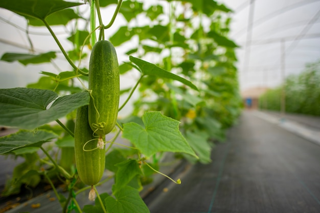 Premium Photo | Technology for growing vegetables in greenhouses
