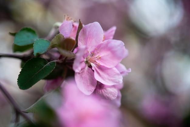 Premium Photo Tender Pink Flowers On The Twig Spring Has Come