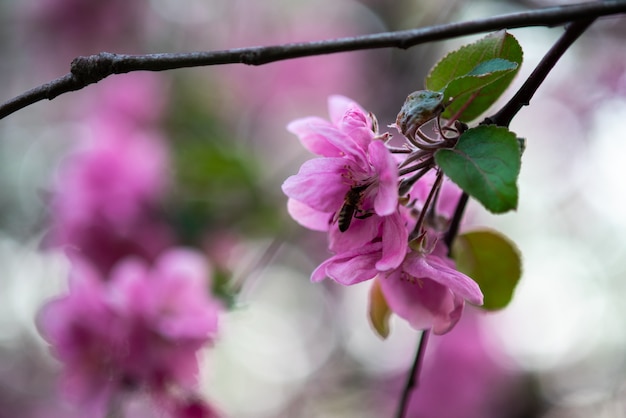 Premium Photo Tender Pink Flowers On The Twig Spring Has Come