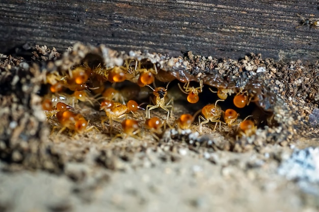 Premium Photo | Termite Workers Small Termites Termites Workers ...