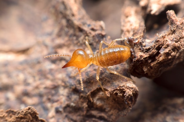 Premium Photo | Termites close up on termites nest