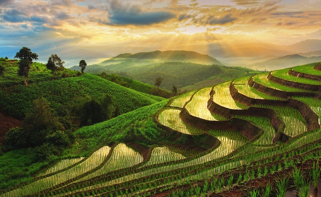 Terraced rice field | Premium Photo