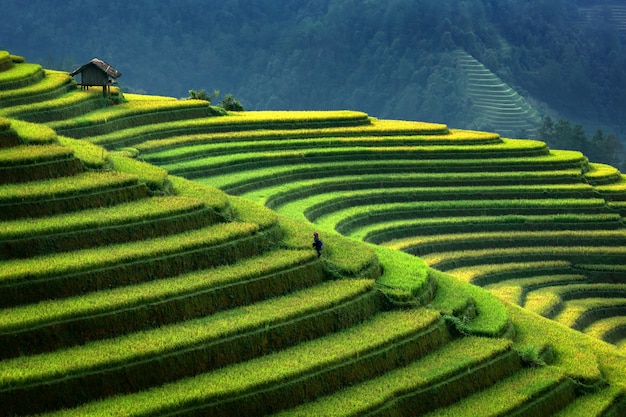 Premium Photo | Terraced rice plantation in mu cang chai, vietnam ...