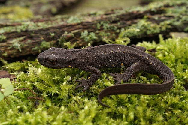 Premium Photo | A terrestrial female chinese warty newt (paramesotriton ...