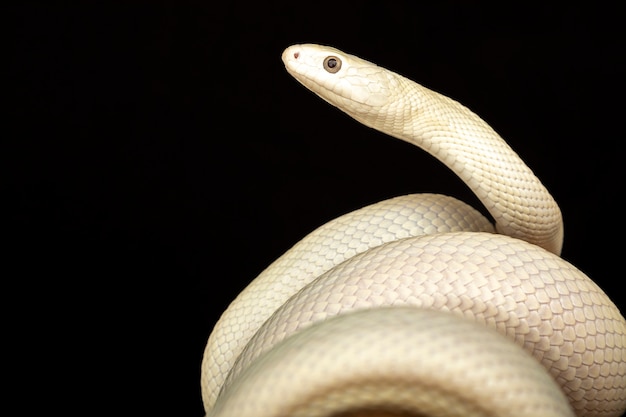 Premium Photo | The texas rat snake (elaphe obsoleta lindheimeri ) is a ...