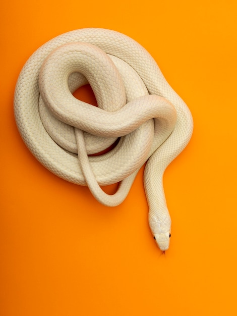 Premium Photo | The Texas Rat Snake (elaphe Obsoleta Lindheimeri ) Is A ...