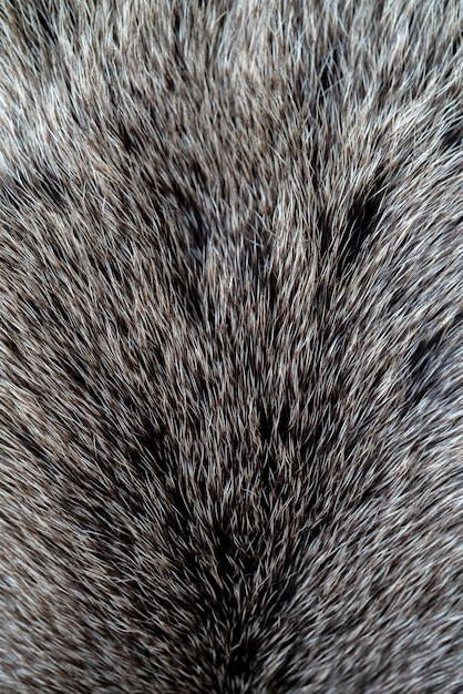 Premium Photo | The texture of the fur of a bear. skin of a wild animal.