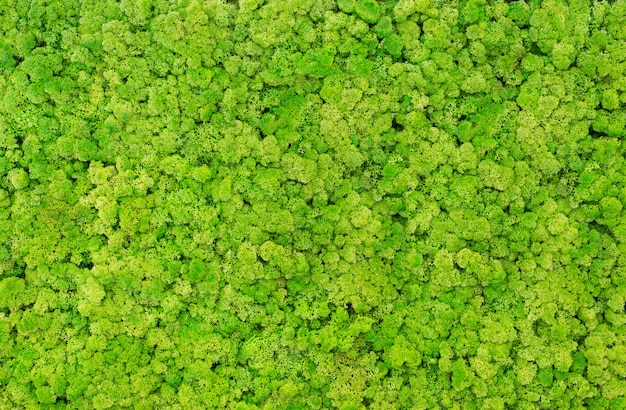 moss green download