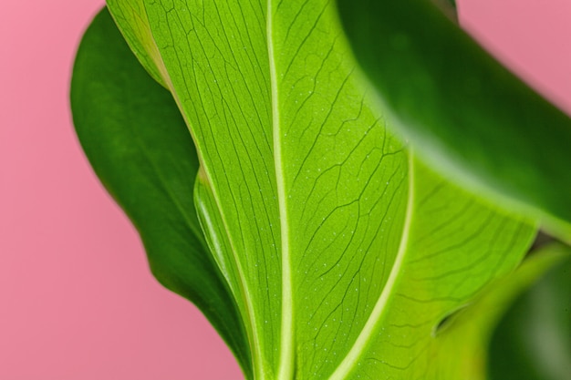 Premium Photo | Texture of a monstera leaf close up on pink pastel ...