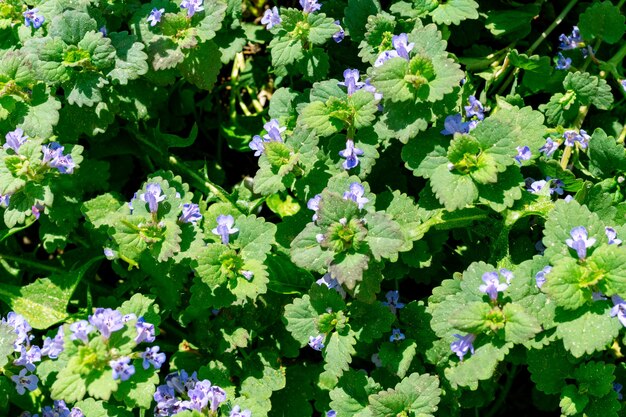 背景の上面図の緑の葉と小さな青い花のテクスチャ 完璧な自然の花のハーブの背景 壁紙 プレミアム写真