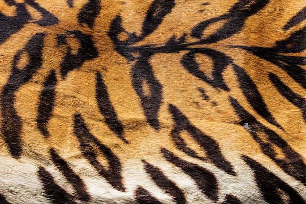 Premium Photo | Texture of real tiger skin