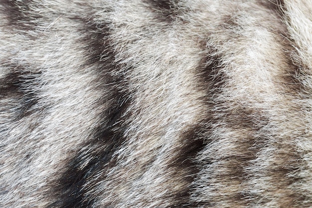 Premium Photo | Texture striped cat fur, wool close up