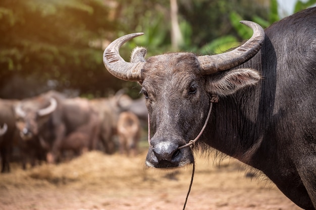 Photo | Thai buffalo in the thailand