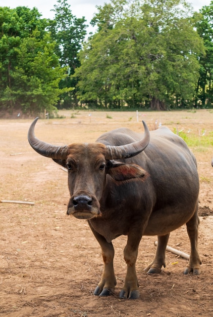 Premium Photo Thai buffalo on the meadow