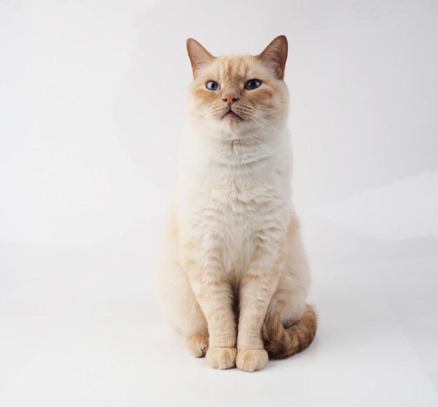 Primrosekit of SkC Thai-cream-point-cat-white-cat-with-red-nose-tail-white-background_83196-811