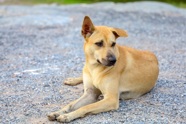 Premium Photo | Thai dog on the nature floor in thailand