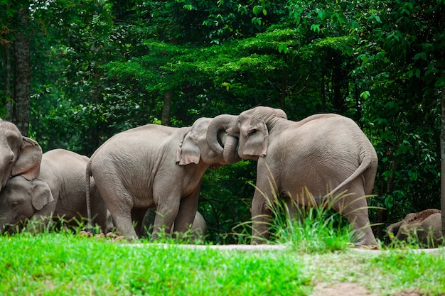 Premium Photo | Thai elephants animals in forest nature at khao yai