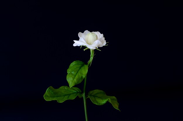 Premium Photo | Thailand jasmin flower with its leaves on black.