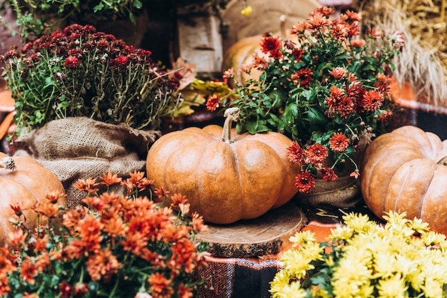 Premium Photo | Thanksgiving day still-life: close-up photo of pumpkins ...