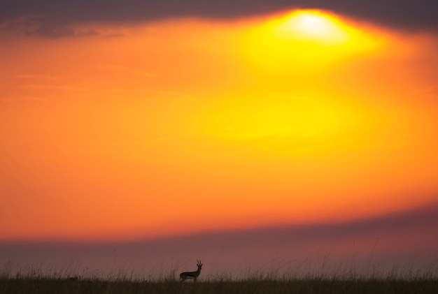 サバンナの夕日の背景 プレミアム写真