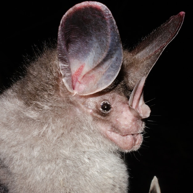 耳の大きい羊毛のコウモリ プレミアム写真