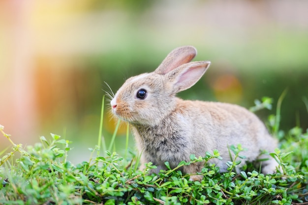 緑の草にうさぎ茶色のウサギ ウサギイースターコンセプト プレミアム写真