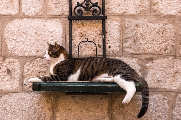 Коты На Стене Фото