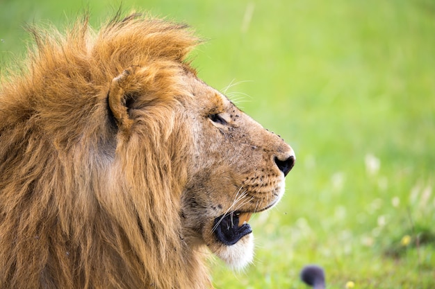 ケニアのサバンナでライオンの顔のクローズアップ プレミアム写真