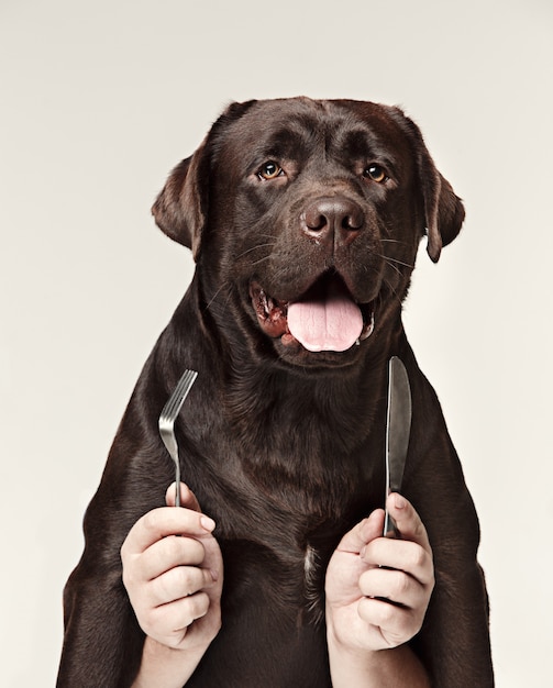 チョコレートのラブラドールと男性の手とのコラージュ 白い壁に分離された食べるためのフォークとスプーンを保持している犬 無料の写真