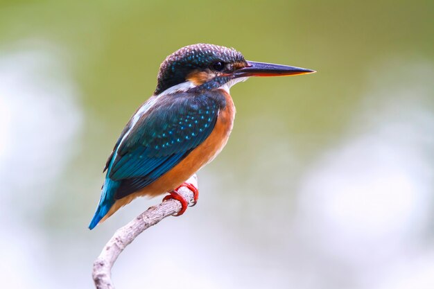 カワセミ カワセミ 枝に美しい色の鳥 プレミアム写真